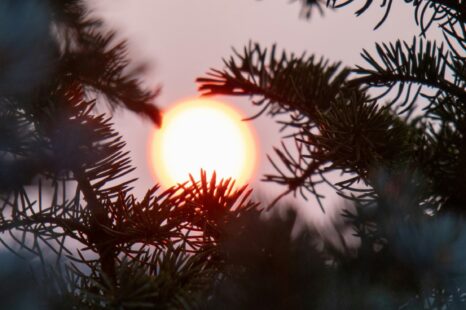 De waarde van de winter: waarom tijden van leegte zo belangrijk zijn