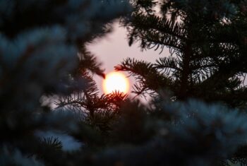 De waarde van de winter: waarom tijden van leegte zo belangrijk zijn