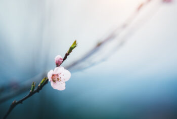 Een ode aan de lente