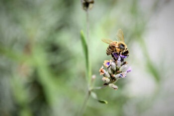 Ben je bang voor wespen, bijen en andere insecten?